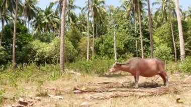Yeşil bitkilerin arasında albino bufalo. Tayland 'daki tipik hindistan cevizi palmiyesi çiftliği manzarası. Tarım kavramı, Asya 'daki geleneksel çiftlik hayvanları.