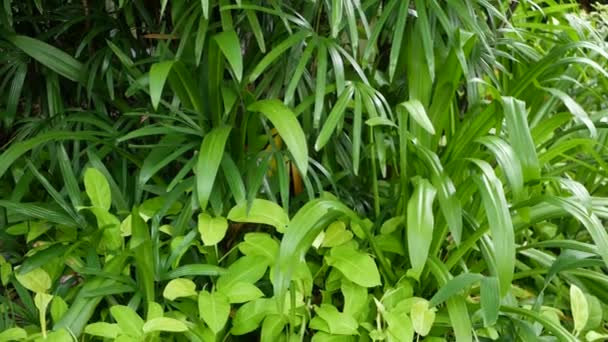 Flou de près, lumineux juteux exotique jungle tropicale laisse toile de fond texture, copyspace. Feuillage luxuriant dans le jardin. Résumé vert foncé naturel motif de fond de végétation, forêt pluviale sauvage d'été.