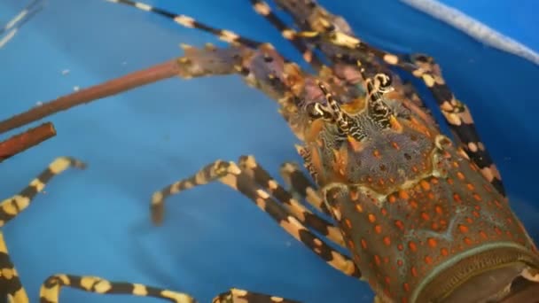 Близько макро, живі сирі омари в магазині. Блакитний басейн з крижаною водою, делікатесами, свіжими невареними середземноморськими омарами, розміщеними на підставці в магазині морепродуктів. Природний фон з морськими мешканцями . — стокове відео