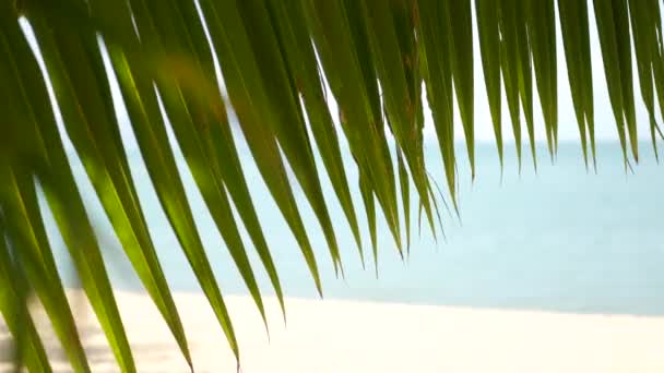Cennet adasının tropik kumlu plajı. Denize bakan yeşil palmiye yaprağı. Yumuşak odak, fotokopi alanı ve bokeh ile soyut arkaplanı bulanıklaştırır. Seyahat, turizm ve yaz tatili konsepti. — Stok video