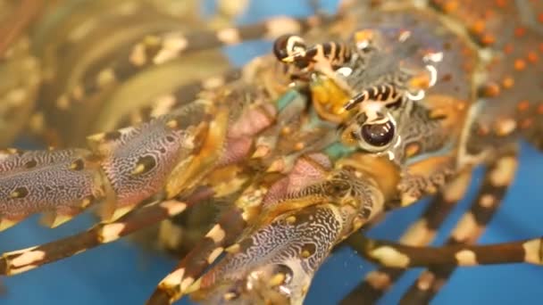 Zamykamy makro, żywe homary w sklepie. Niebieski basen z lodową wodą, delikatesy świeże niegotowane homary śródziemnomorskie umieszczone na straganie w sklepie z owocami morza. Środowisko naturalne z mieszkańcami mórz. — Wideo stockowe