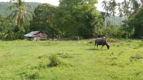 Vista lateral de búfalos asiáticos grises sanos que se alimentan de pastos con hierba verde y jugosa rodeados de árboles brillantes. Paisaje típico de Tailandia. Concepto de agricultura, ganadería tradicional en Asia. — Vídeos de Stock