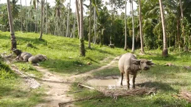 Buffalo familj bland grön vegetation. Stora välskötta tjurar betar i grönska, typiskt landskap av kokospalmplantage i Thailand. Jordbrukskoncept, traditionell boskap i Asien — Stockvideo