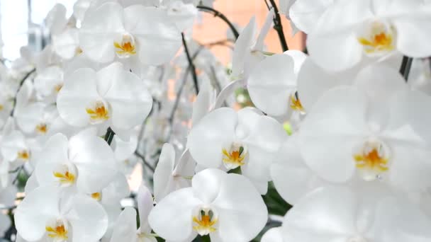 Delicadas flores blancas y elegantes de orquídea con centros amarillos a la luz del sol. Primer plano macro de pétalos tropicales en el jardín de primavera. Fondo exótico natural abstracto con espacio de copia. Patrón de flor floral. — Vídeos de Stock