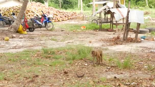 Cute monkey worker rest from coconut harvest collecting. The use of animal labor in captivity on the chain. Farm with nuts ready for oil and pulp production. Traditional asian agriculture in Thailand — Wideo stockowe