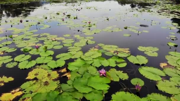 Ducks on lake with water lilies, pink lotuses in gloomy water reflecting birds. Migratory birds in the wild. Exotic tropical landscape with pond. Environment conservation, endangered species, drone — ストック動画