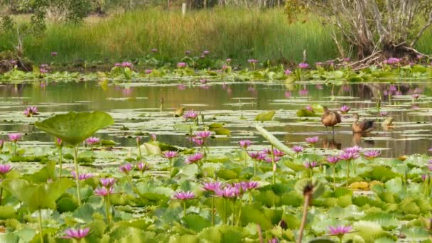 Качки на озері з водними ліліями, рожеві лотоси в похмурій воді, що відображають птахів. Мігруючі птахи в дикій природі. Екзотичний тропічний пейзаж зі ставком. Збереження навколишнього середовища, концепція зникаючих видів — стокове відео