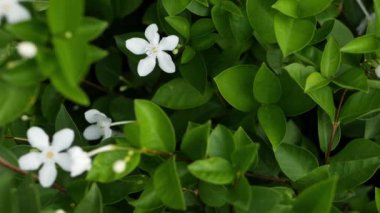 Bahar bahçesindeki renkli tropikal çiçeğin buğulu ve güneşli yaprakların arasında yumuşak yapraklar. Kopya alanı olan soyut doğal egzotik arkaplan. Çiçek açar ve iz bırakır..