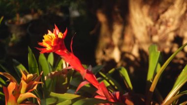 Bahar bahçesindeki renkli tropikal çiçeğin buğulu ve güneşli yaprakların arasında yumuşak yapraklar. Kopya alanı olan soyut doğal egzotik arkaplan. Çiçek açar ve iz bırakır..