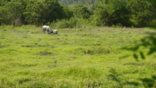 緑のジューシーな草の牧草地での灰色の健康的なアジアの水水牛の餌の側のビューは明るい木々に囲まれた。タイ王国の典型的な風景。農業概念、アジアの伝統的な家畜. — ストック動画