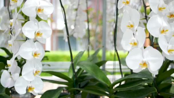 Delicate witte elegante orchidee bloemen met gele centra in het zonlicht. Close up macro van tropische bloemblaadjes in de lentetuin. Abstract natuurlijke exotische achtergrond met kopieerruimte. Bloemen bloesem patroon. — Stockvideo