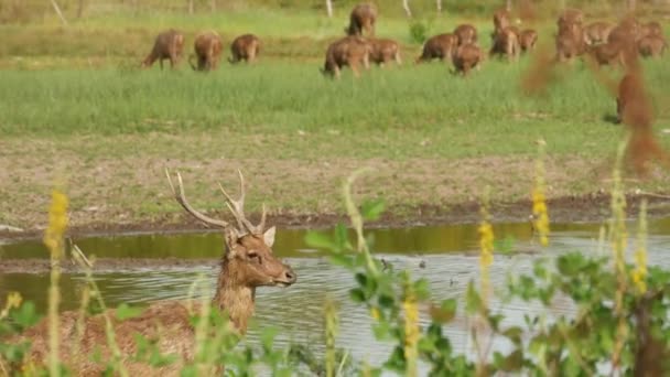 Unga starka graciösa rådjur, grön betesmark med grönt saftigt gräs. Våräng med söta djur. Djurfält i tropiska Asien. Naturlig lagndaschaft med grupp av pjäser. Miljövård — Stockvideo