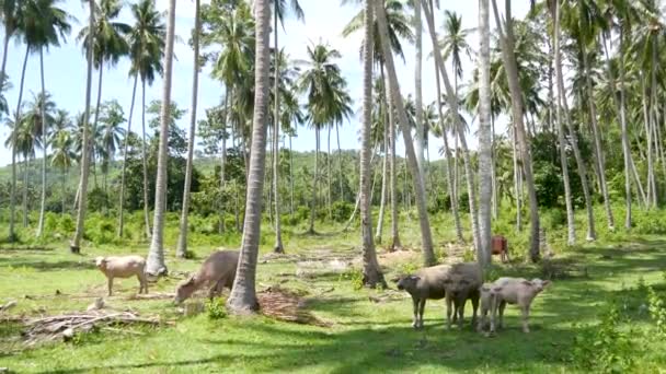 水牛科生活在绿色的植被中.在泰国椰子树种植园的典型景观- -绿地放牧的大公牛。农业概念，亚洲的传统牲畜 — 图库视频影像