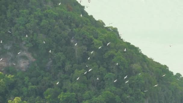 Desde arriba bandada de cigüeñas volando contra islas tropicales. Pájaros que se elevan, símbolo de libertad y naturaleza. Concepto de conservación del medio ambiente y especies de animales en peligro de extinción en los parques nacionales — Vídeos de Stock