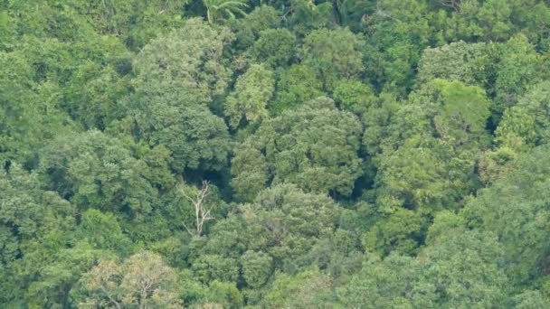 Corone di alberi esotici verdi nella foresta pluviale tropicale il giorno ventoso dall'alto. Brillante succosa giungla tropicale esotica. lussureggiante fogliame astratto naturale verde scuro vegetazione fondo . — Video Stock