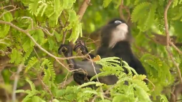 Roztomilý okázalý list langur, tmavá opice na větvi stromu uprostřed zelených listů v národním parku Ang Thong v přírodním prostředí. Divoká zvěř ohrožených druhů zvířat. Koncept ochrany životního prostředí — Stock video