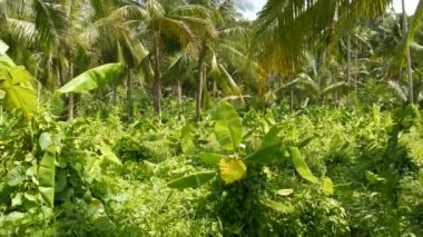 Parlak yeşil muz çiftliği ve Tayland 'da güneşli bir günde hindistan cevizi palmiyesi. Tayland 'da tipik bir manzara. Asya 'da geleneksel tarım. Parlak, sulu, egzotik tropikal yapraklar.