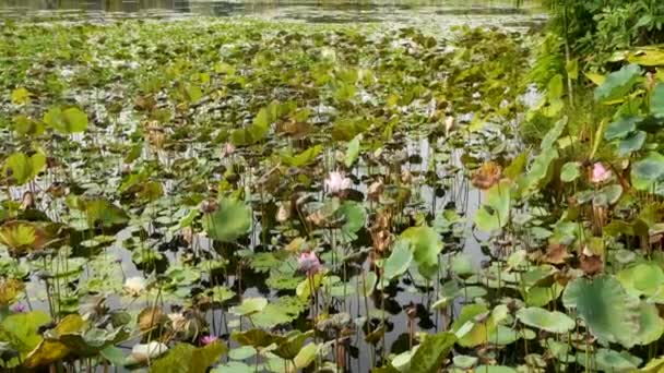 Från ovan gröna gula lotusblad på hög stam och frön i dystert vatten. Lake, damm eller träsk. Buddistisk symbol. Exotiska tropiska blad konsistens. Abstrakt naturlig mörk vegetation bakgrund mönster. — Stockvideo