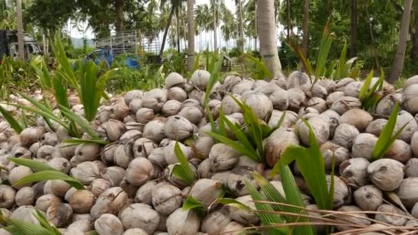 Kokosnussfarm mit Nüssen für die Öl- und Zellstoffproduktion. große Stapel von reif sortierten Kokosnüssen. Paradies Samui tropische Insel in Thailand. traditionelle asiatische Landwirtschaft. — Stockvideo