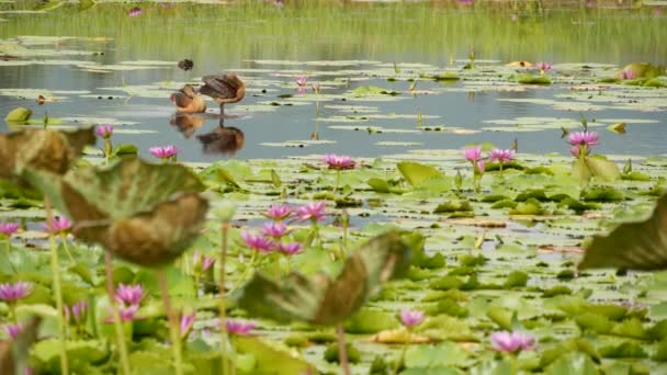 Ducks on lake with water lilies, pink lotuses in gloomy water reflecting birds. Migratory birds in the wild. Exotic tropical landscape with pond. Environment conservation, endangered species concept — Stock Video