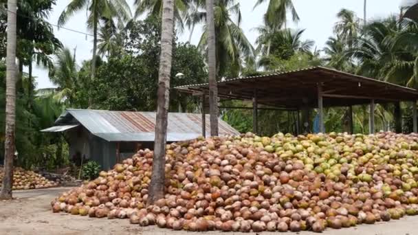 Allevamento di cocco con noci pronte per la produzione di olio e polpa. Grandi mucchi di noci di cocco mature. Paradise Samui isola tropicale in Thailandia. Agricoltura tradizionale asiatica . — Video Stock