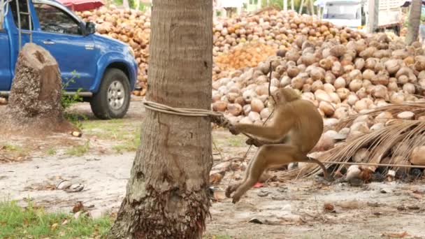 Carino scimmia lavoratore riposo dalla raccolta del cocco. L'uso del lavoro animale in cattività sulla catena. Azienda agricola con noci pronte per la produzione di olio e polpa. Agricoltura tradizionale asiatica in Thailandia — Video Stock