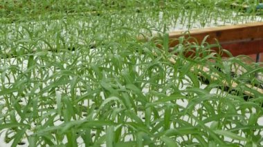 Sulama sistemiyle donatılmış dikdörtgen ahşap kutular, genç fidanlar yeşil bitki yetiştiriyor. Vitamin açısından zengin sağlıklı, çevre dostu diyet kavramı. Tarım teknolojileri, yeşil yenilikler.