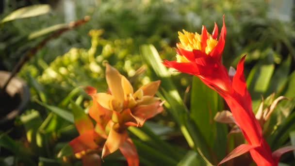 春の庭に咲く色とりどりの熱帯の花のマクロを閉じ、日当たりの良い緑豊かな葉の間に柔らかい花弁があります。概要コピースペースを持つ自然エキゾチックな背景。花や葉の模様. — ストック動画