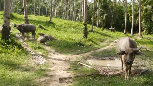 Rodzina bawołów wśród zielonej roślinności. Duże dobrze utrzymane byki wypasane w zieleni, typowy krajobraz plantacji palm kokosowych w Tajlandii. Koncepcja rolnictwa, tradycyjne zwierzęta gospodarskie w Azji — Wideo stockowe
