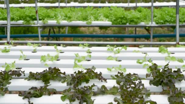 Rijen verse sappige planten groeien op moderne ecologische hydrocultuur boerderij, tuinbedden. Concept van gezonde, milieuvriendelijke evenwichtige voeding rijk aan vitaminen. Landbouwtechnologieën, groene innovaties. — Stockvideo