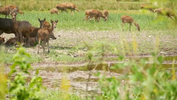 Young strong graceful deer, green pasture with green juicy grass. Spring meadow with cute animals. Livestock field in tropical Asia. Natural lagndaschaft with group of fawns. Environment conservation — Stock Video