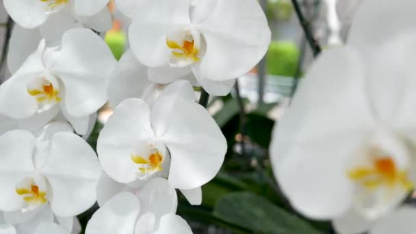 Finom fehér, elegáns orchidea virágok sárga középpontokkal a napfényben. Zárja be a trópusi szirmok makróját a tavaszi kertben. Absztrakt természetes egzotikus háttér másolási hellyel. Virágos virágminta. — Stock videók