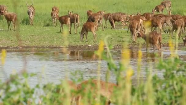 Unga starka graciösa rådjur, grön betesmark med grönt saftigt gräs. Våräng med söta djur. Djurfält i tropiska Asien. Naturlig lagndaschaft med grupp av pjäser. Miljövård — Stockvideo