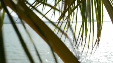 Cennet adasının tropik kumlu plajı. Denize bakan yeşil palmiye yaprağı. Yumuşak odak, fotokopi alanı ve bokeh ile soyut arkaplanı bulanıklaştırır. Seyahat, turizm ve yaz tatili konsepti.