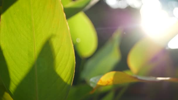 Blurred close up, bright juicy exotic tropical jungle leaves, sun rays, copyspace. Lush foliage in garden. Abstract natural dark green vegetation background pattern, wild summer rain forest. — Stock Video