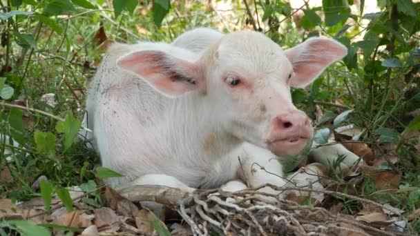 Búfalo albino de agua descansando en la vegetación. Pequeño divertido único y especial albino bebé toro pastando en zonas verdes en Tailandia. Concepto de agricultura, ganadería tradicional en Asia. — Vídeo de stock