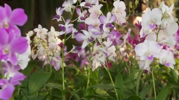 Gyönyörű lila és lila orchideák nőnek elmosódott hátterében zöld park. Zárja be a makro trópusi szirmok tavaszi kertben között napsugarak. Egzotikus finom virágos virág fénymásoló hellyel — Stock videók