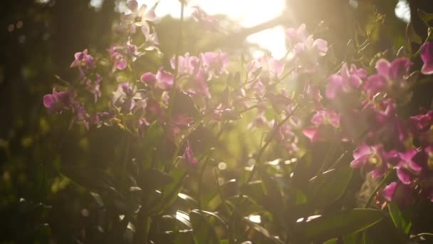 Hermosas orquídeas lila púrpura y magenta creciendo sobre fondo borroso del parque verde. Primer plano de los pétalos macro tropicales en el jardín de primavera entre los rayos soleados. Flor floral delicada exótica con espacio de copia — Vídeo de stock