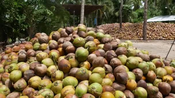 Granja de coco con frutos secos listos para la producción de aceite y pulpa. Grandes pilas de cocos maduros clasificados. Isla tropical Paradise Samui en Tailandia. Agricultura tradicional asiática . — Vídeos de Stock