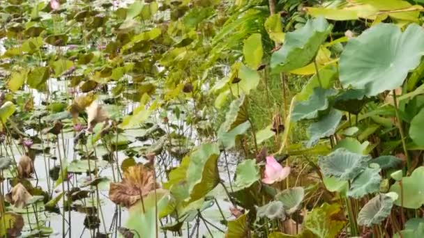 Z góry zielony żółty lotos liści na wysokim łodydze i nasion w ponurej wodzie. Jezioro, staw lub bagno. Buddyjski symbol. Egzotyczne liście tropikalne tekstury. Streszczenie naturalny ciemny wzór tła roślinności. — Wideo stockowe