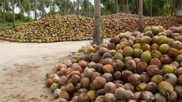 Granja de coco con frutos secos listos para la producción de aceite y pulpa. Grandes pilas de cocos maduros clasificados. Isla tropical Paradise Samui en Tailandia. Agricultura tradicional asiática . — Vídeos de Stock