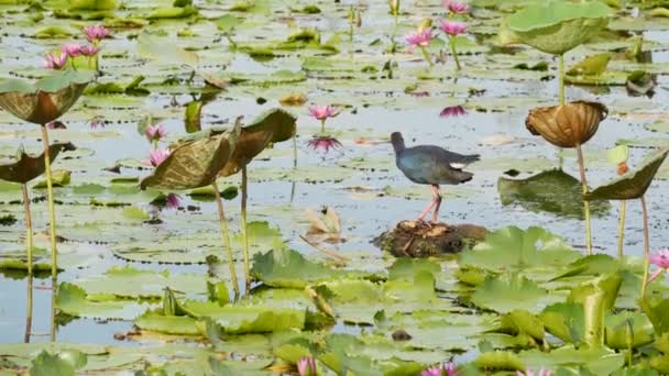 Vestlige sumphøner på innsjøer med vannliljer, rosa lotuer i dystert vann som reflekterer fugler. Migrerende fugler ute i naturen. Eksotisk tropisk dam. Miljøvern, truede arter. – stockvideo