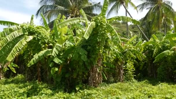 Helder groen bananenplantage en kokospalm op zonnige dag in Thailand. Typisch landschap in Thailand. Traditionele landbouw in Azië. Heldere sappige exotische tropische bladeren achtergrond — Stockvideo