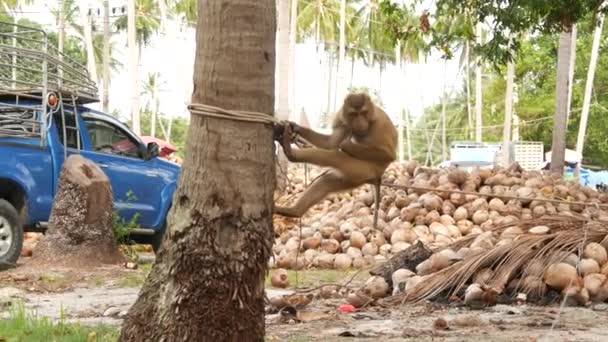 Cute monkey worker rest from coconut harvest collecting. The use of animal labor in captivity on the chain. Farm with nuts ready for oil and pulp production. Traditional asian agriculture in Thailand — Stock video