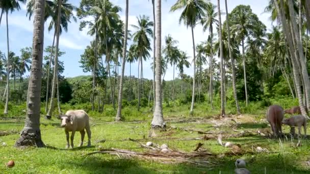 Büffelfamilie inmitten grüner Vegetation. Große, gut erhaltene Bullen grasen im Grünen, typische Landschaft der Kokospalmenplantage in Thailand. Landwirtschaftskonzept, traditionelle Viehhaltung in Asien — Stockvideo