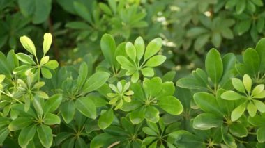 Bulanık, parlak, sulu, egzotik tropikal orman, arka plan dokusu, telif uzayı. Bahçedeki yemyeşil yapraklar. Soyut koyu yeşil bitki örtüsü deseni, vahşi yaz yağmur ormanları..