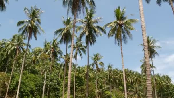 Kokosové palmy koruny proti modrému slunečnému nebi s výhledem ze země. Tropické cestování pozadí krajina na pobřeží ráje. Letní pláž příroda scéna se zelenými listy houpat ve větru — Stock video