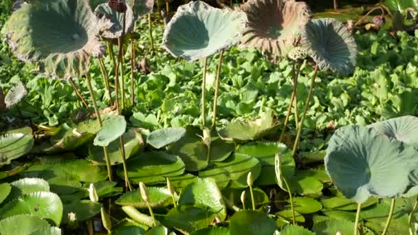 De cima flutuando lírios de água verde em lagoa calma. Folhas flutuando em água tranquila. Símbolo da religião budista no dia ensolarado. Céu e palma reflexão no lago. Fundo natural idílico tropical. — Vídeo de Stock