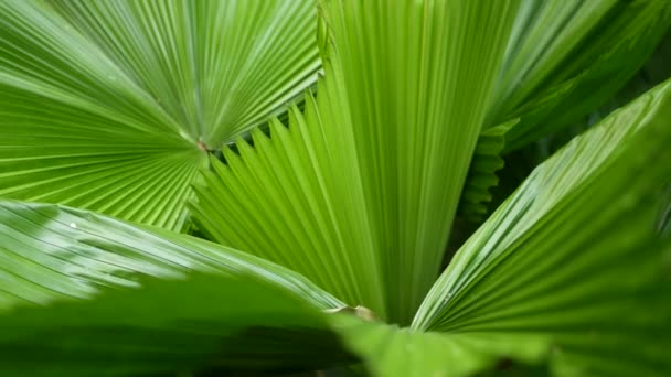 Unscharfe Nahaufnahmen, helle saftige exotische tropische Dschungel hinterlässt Textur Hintergrund, Kopierraum. Üppiges Laub im Garten. Abstrakte natürliche dunkelgrüne Vegetation Hintergrundmuster, wilder Sommer Regenwald. — Stockvideo