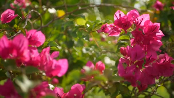 春の庭に咲く色とりどりの熱帯の花のマクロを閉じ、日当たりの良い緑豊かな葉の間に柔らかい花弁があります。概要コピースペースを持つ自然エキゾチックな背景。花や葉の模様. — ストック動画